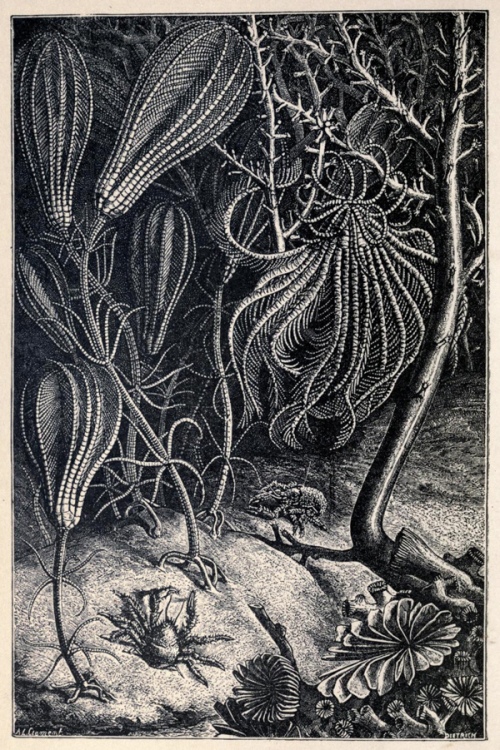 Illustration of crab on the sea bottom by A.L. Clement 1887